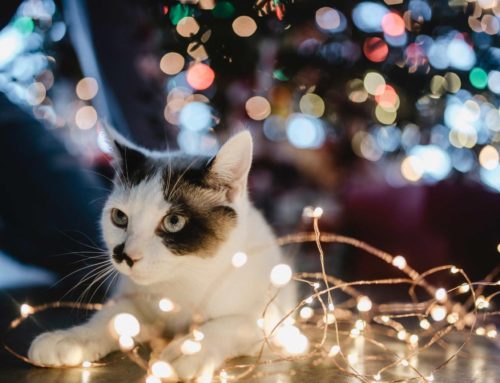 La période de Noël, un stress pour le chat