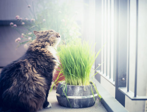 Le pouvoir magique des herbes à chats